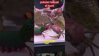 #shorts fakta unik tentang udang mantis pemilik pukulan setara mike tyson