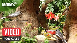 Squirrel and Bird Videos for Cats  Keep Your Cat Entertained and Happy!