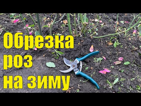 Как обрезать розы на зиму