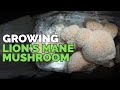 How to Grow Lion's Mane Mushrooms (Recipe Included!)