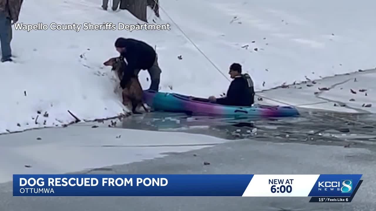 Dog rescued from icy pond in Wapello County