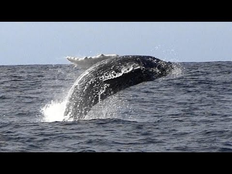 ザトウクジラ 赤ちゃんのブリーチング 大ジャンプ Humpback Whale Mother Baby Youtube