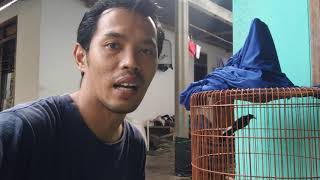 murai batu MUDA HUTAN cepet bunyi dan Gacor - Lakukan ini..