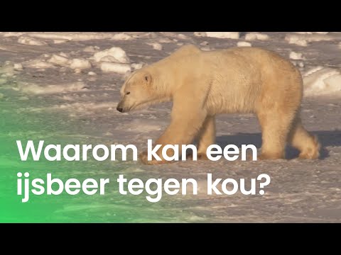Video: Wat is de ijsbeerduik?