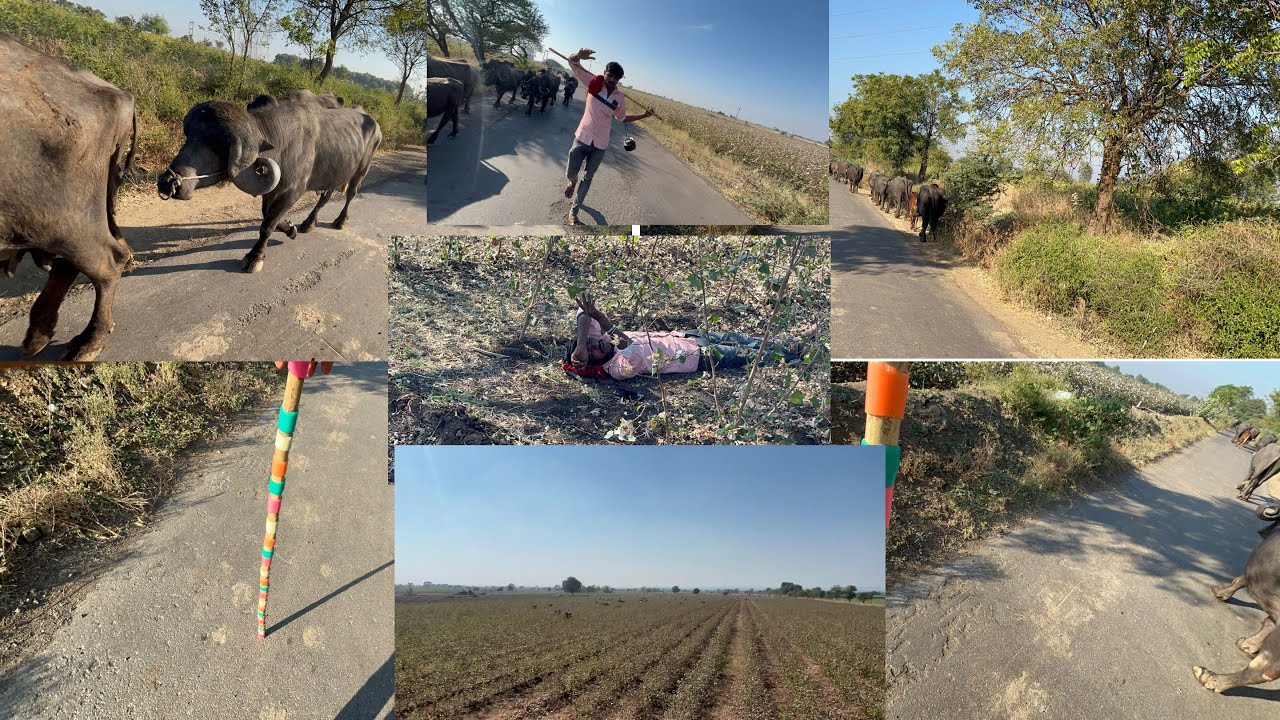 આપડી લાકડી સણગારી અને આપડા રમેશ ભાઈ ની વાતો સાંભળો 🤣😂