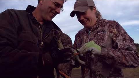 Duck Banding
