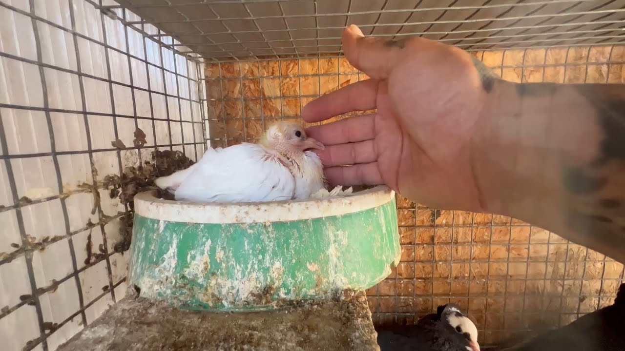 الاجوبة على اسألتكم 👍وصورنا الخانات والداية❤️والتخريج جاري❤️🙏