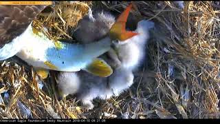 AEF SM Eagle Cam 4-10-18: The Fish Bonked Back!