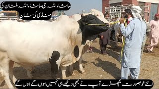 #MashAllah Biggest Bull In  Multan Cow mandi #viral #subscribe #vlogs #bigbull #Hulkbull#Qurbani2024 by Animal Lovers With Sardar 50 views 2 weeks ago 1 minute, 47 seconds