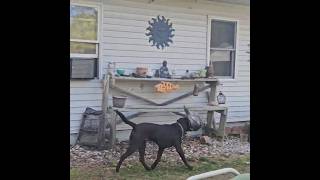Funny Lab Puppy Carrying Turkey Decoy Turkey Season Turkey Call