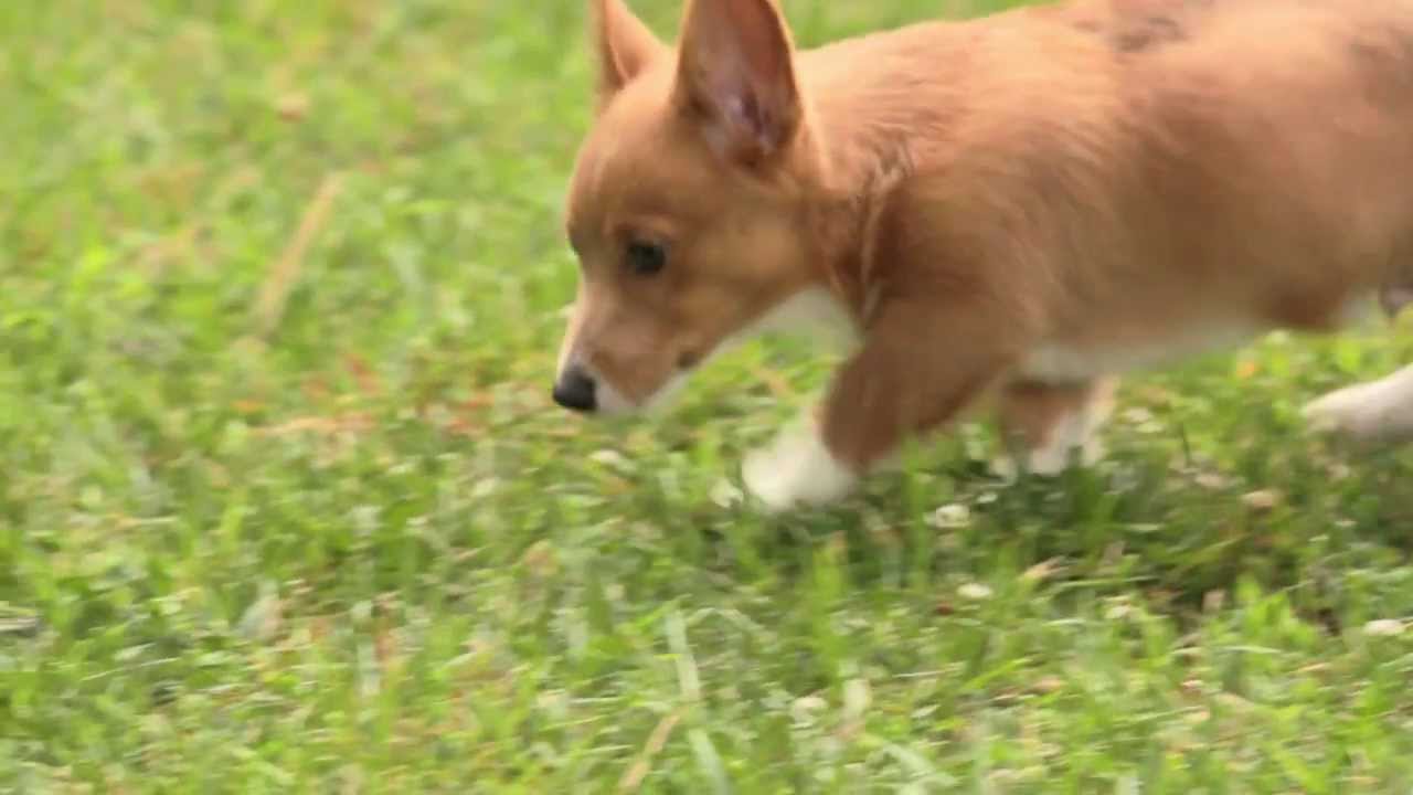 3 month old corgi