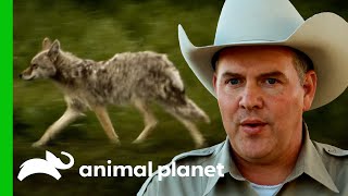 Coyotes Might Have Been Trapped And Sold Alive | Lone Star Law Coyotes Might Have Been Trapped And Sold Alive | Lone Star Law