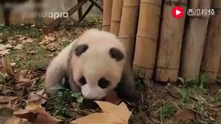 Baby Pandas Cute And Funny Baby Panda Videos Compilation 2018.9.14