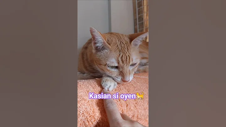 kasian si oyen🐈 #cat #kucing #kucingviral#imut #sedih #shortfeed