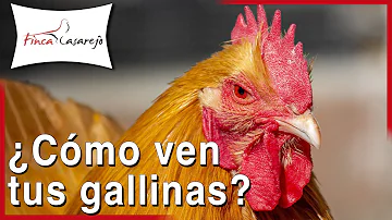 ¿Los pollos ven los colores?