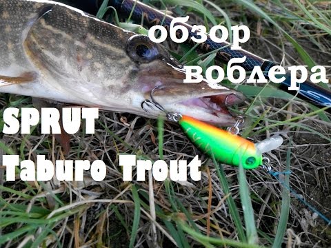 Обзор воблера SPRUT Taburo Trout 