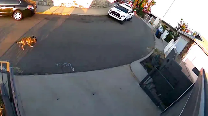 Cat saves dog from coyote