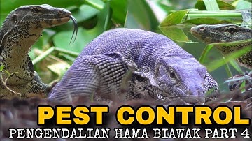 BERBURU BIAWAK DI SUNGAI BELAKANG PERMUKIMAN WARGA PART 4 || PEST CONTROL || MONITOR LIZARD