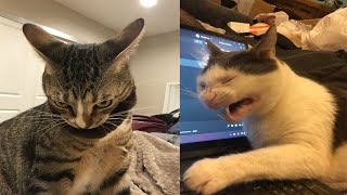 Try Not To Laugh 🤣 New Funny Cats And Dog Video 😹 - Just Cats Part 29