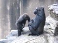 Gorilla baby and mother