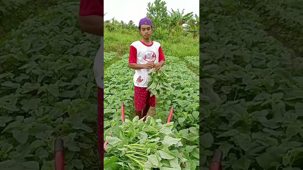 PROSES PANEN BAYAM POTONG PERTAMA KALI