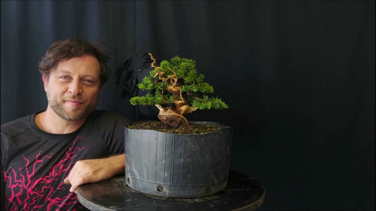 Shimpaku kishu Shohin 盆栽