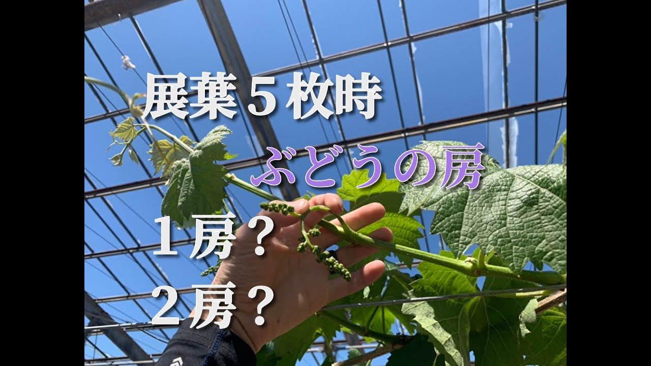 ぶどう 展葉5枚時に房を２つか１つにするか Youtube