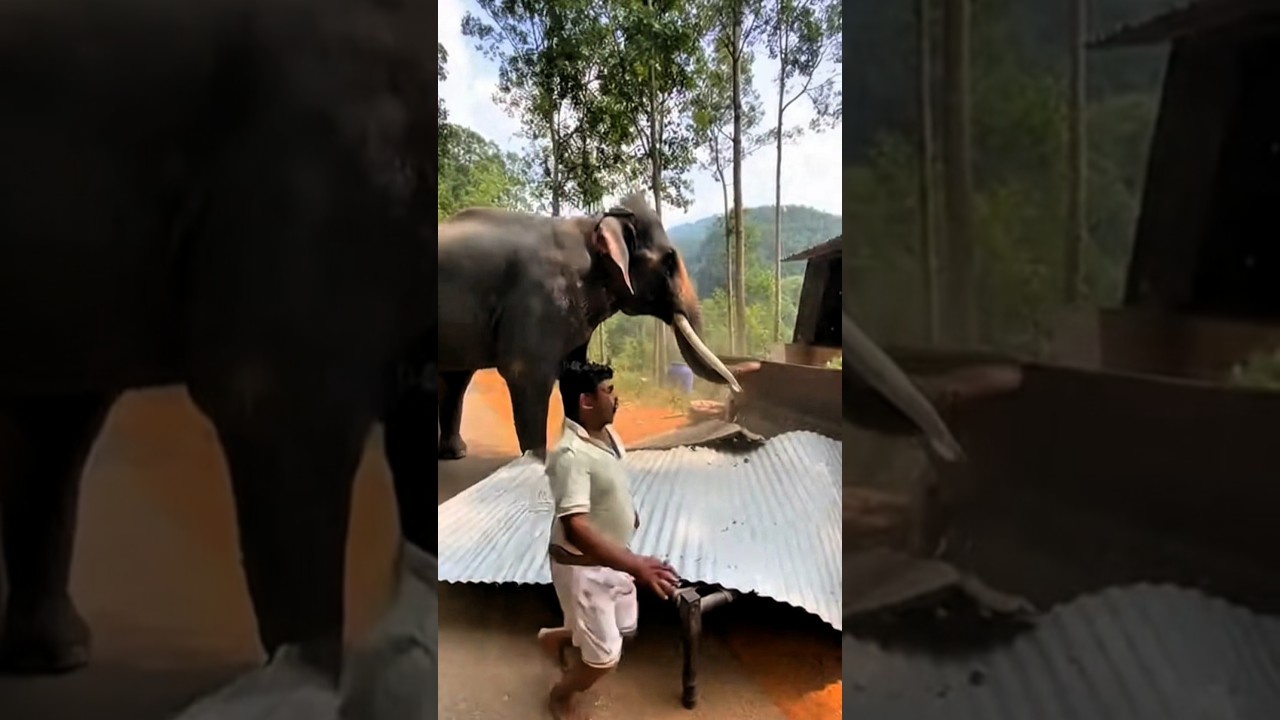 Wild Elephant Destroys Shop While owner Sleep