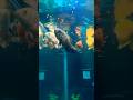 This is going to blow your mind🤯😳😳🤯 #aquarium #fishtank #fish #aquariumhobby #shorts