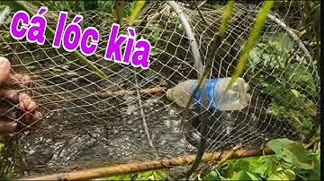 Thăm Lờ Cá Lóc Khu Vườn Bỏ Hoang Mùa Nước Nổi # SĂN BẮT ĐỒNG THÁP #