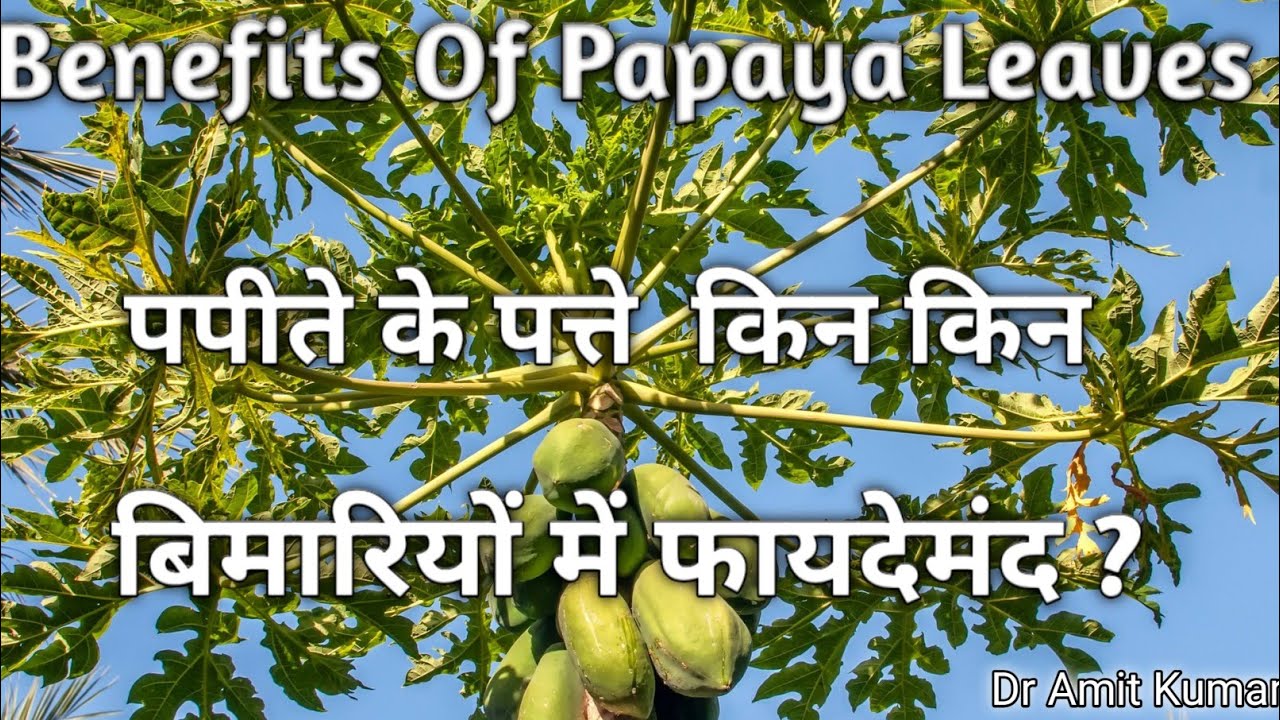 Benefits Of Papaya Leaves पपीते के पत्ते किन किन बिमारियों में