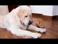 Rabbit Sam Steals Food From Dog Bailey & They Play Together