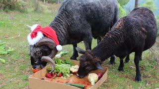 Rambro gets a Christmas day buffet lunch