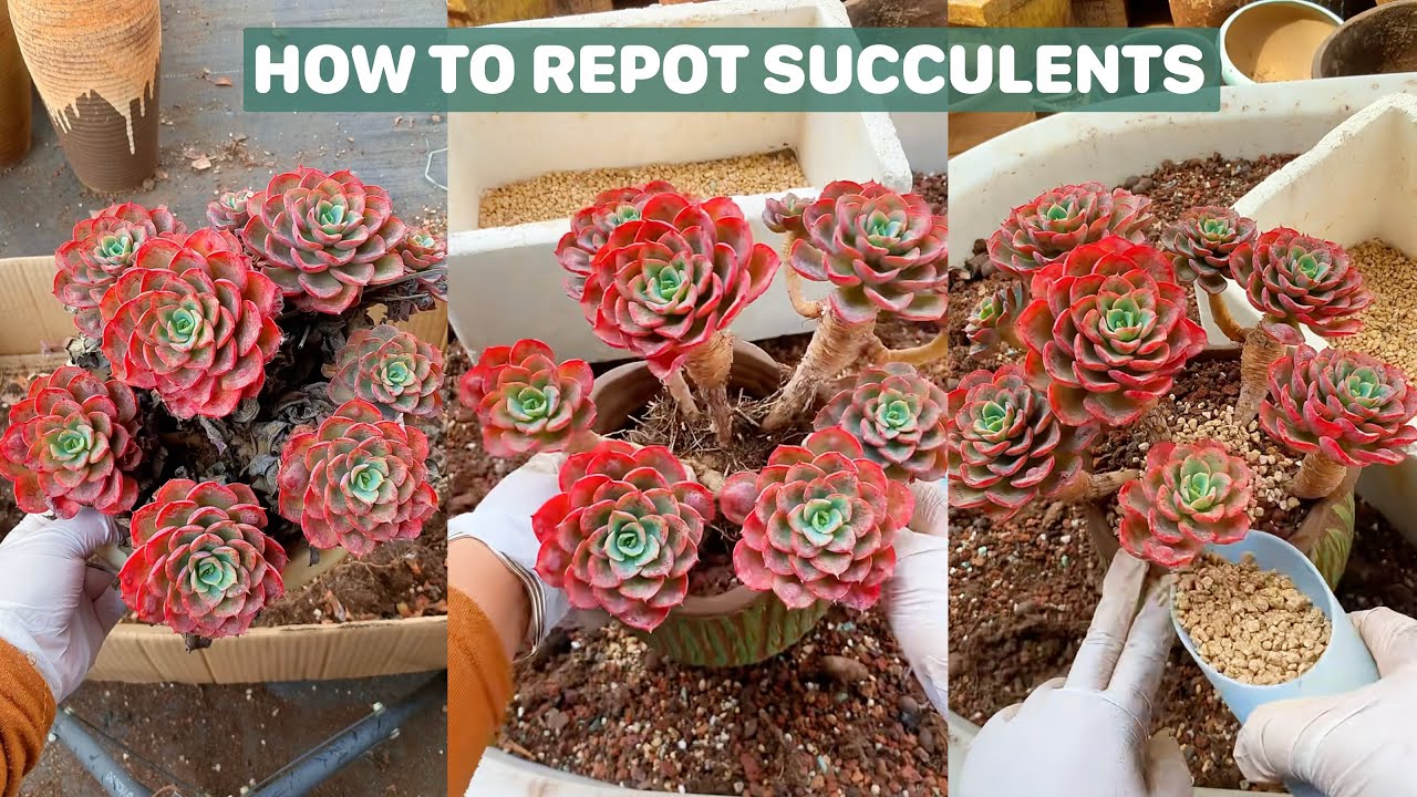How to Repot Succulents Step by Step | 多肉植物| 다육이들 | Suculentas - YouTube