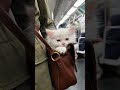 when you can't left your kitten in home