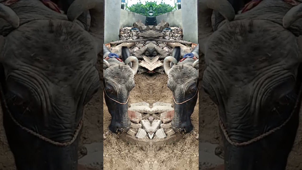 Buffalo Masti dancing New video