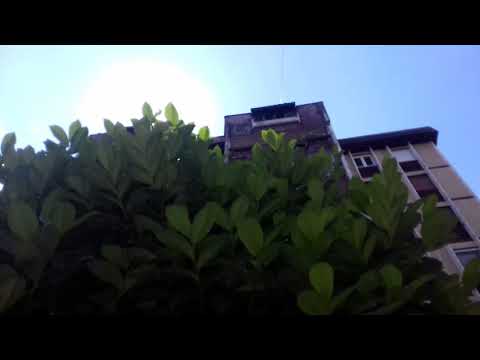 Видео: Отровен ли е prunus laurocerasus rotundifolia?