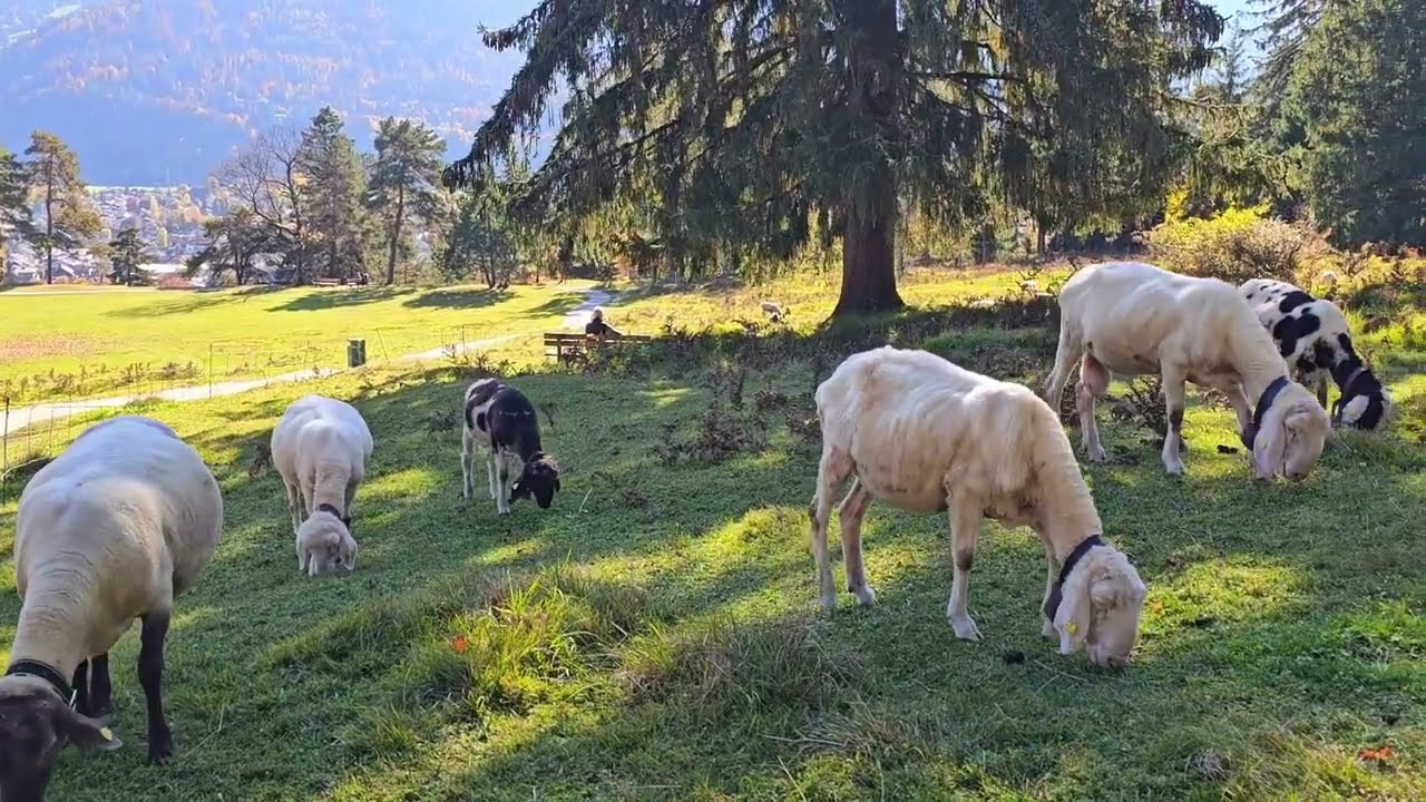 Herbst Glück auf dem Kramerplateauweg in Garmisch-Partenkirchen-Bayern - Deutschland -#giatrangvlogs