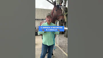 ¿Necesitan los caballos un descanso de la equitación?