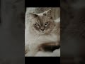 Do Cats Really Recognize Their Names? 😺 | Surprising Feline Facts