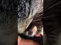 子猫を襲った悲劇cat tragedy