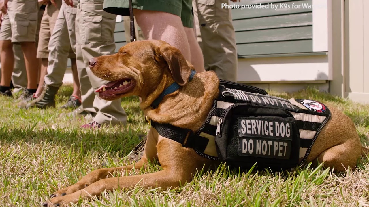 Service Dogs Can Lower PTSD Symptoms Among War Veterans YouTube