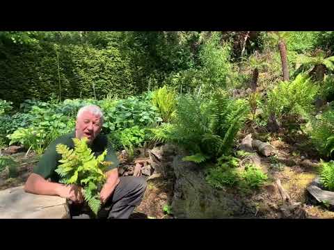 Video: Fern Garden: Red-horned Shrimp