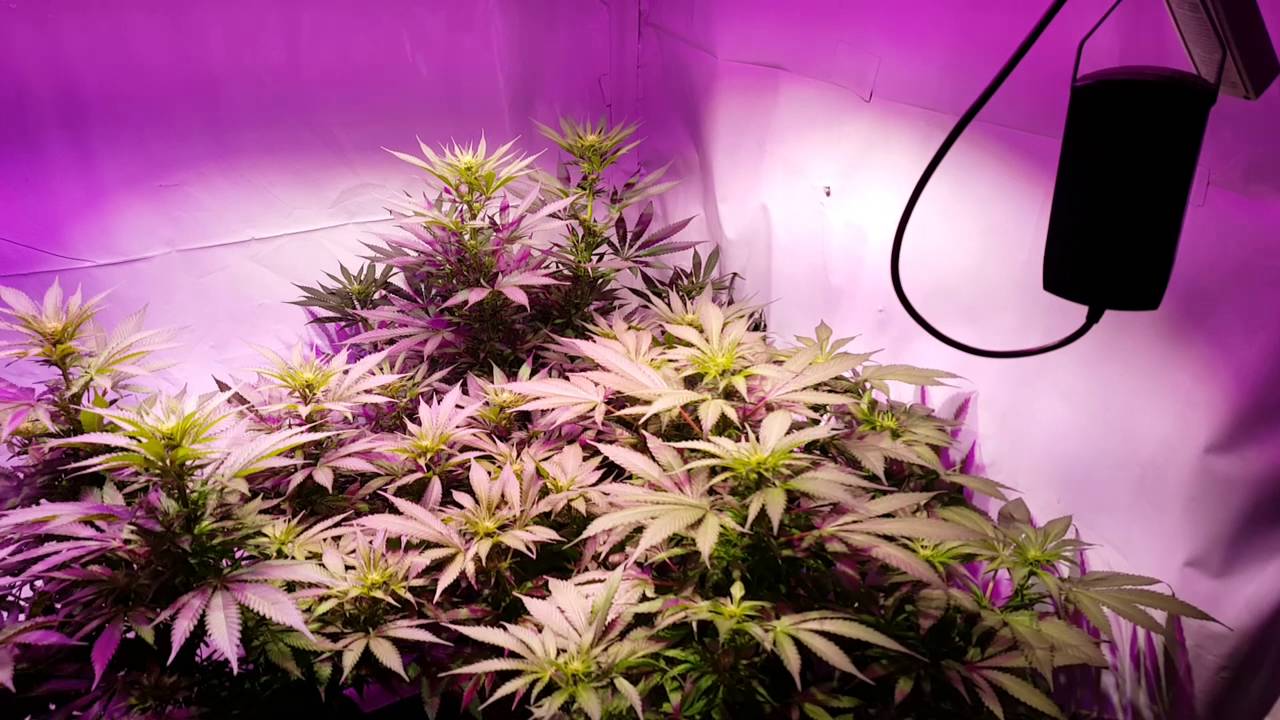 duo lux 600 new grow