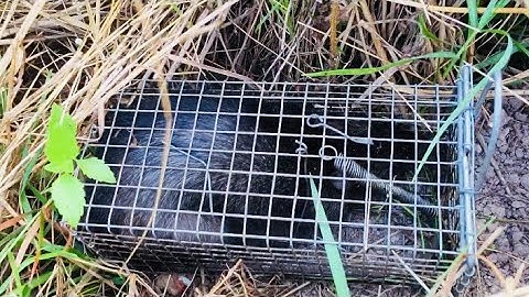 Bẫy Chuột Cống Nhum Khủng Đồng Hoang