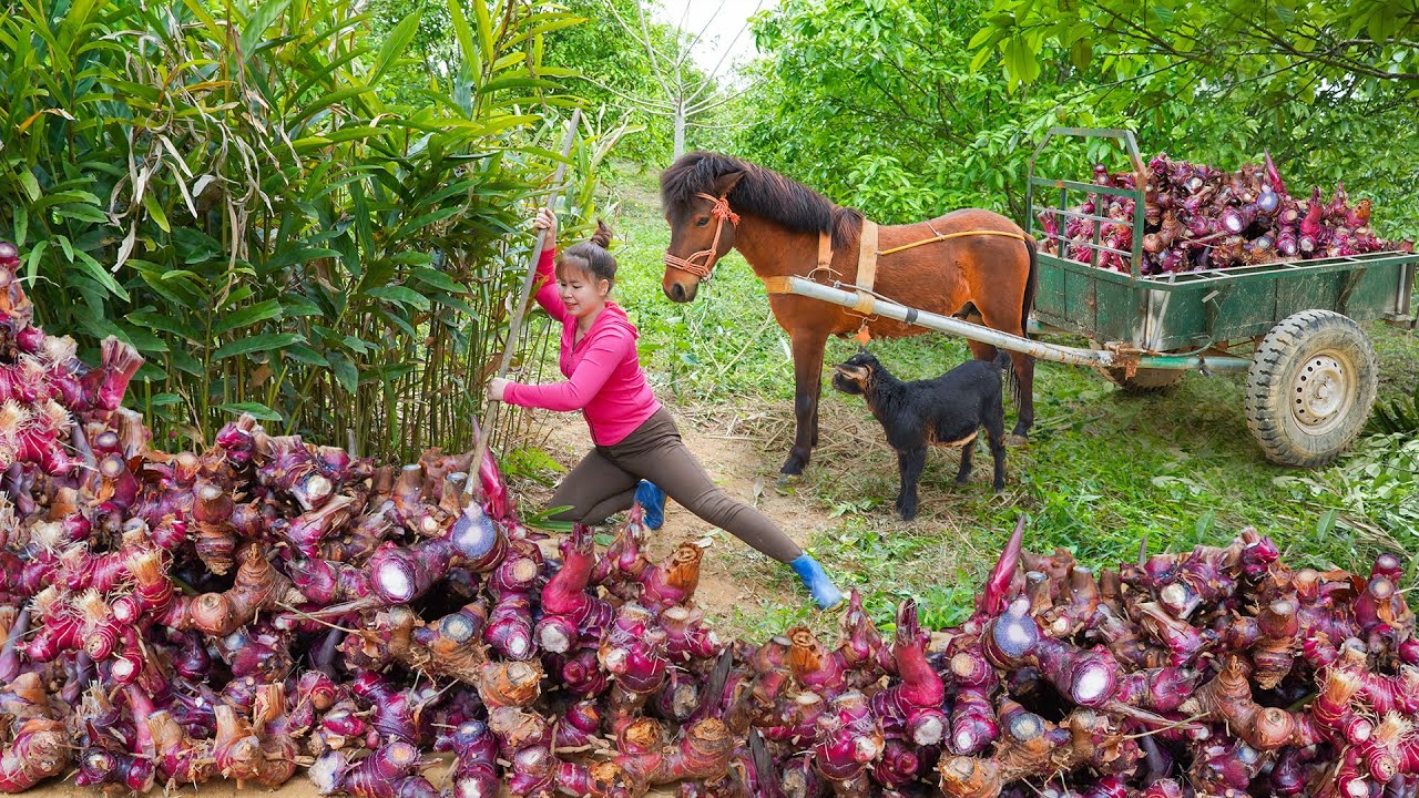 Harvesting Many Galangal Root. Use Horse-drawn Carriage Transport Lots Of Galangal Go To Market Sell