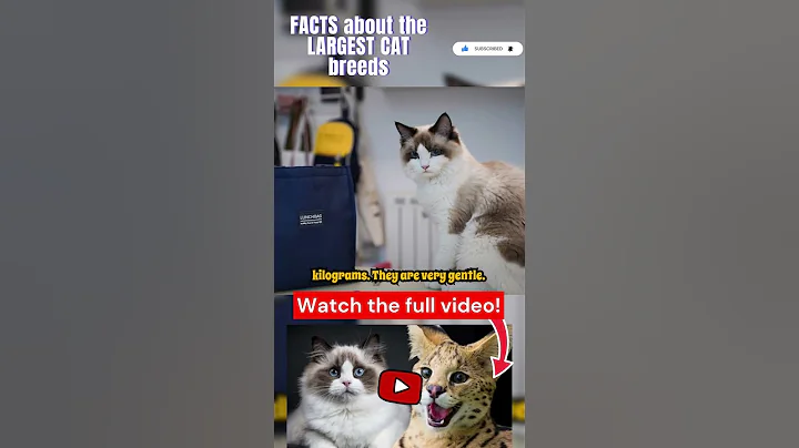 Video 10072111: cat breed kitten, cat breed facts, cat breed animals, cat breeds funny, cat fun kitten, weird cat facts