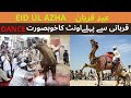 Eid ul azha | Eid first day | Camel dance on eid day | Camel riding |عیدالضحی|عیدقربان