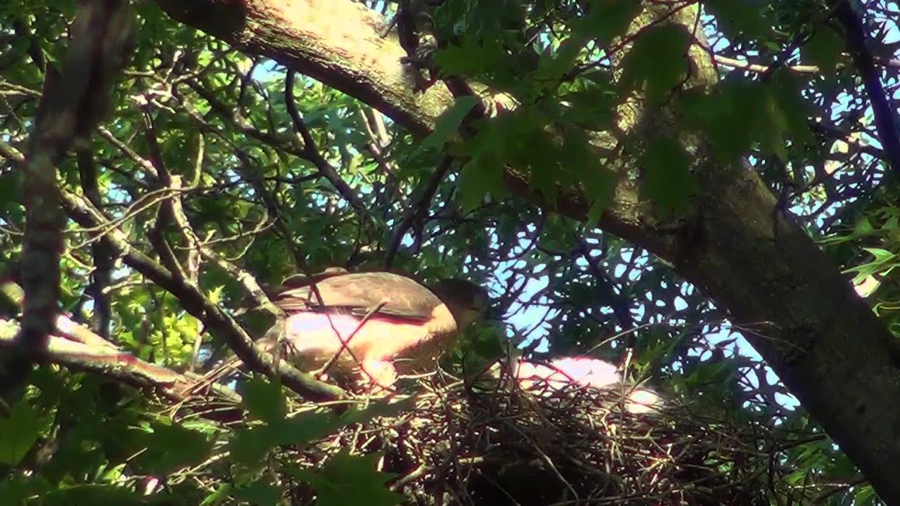 video phone beyonce mp3 Cooper's hawk nest 04. 20120606-08
