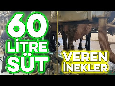 60 LİTRE SÜT VEREN İNEKLER #inek #süt #sütverimi #eşrefşekerli